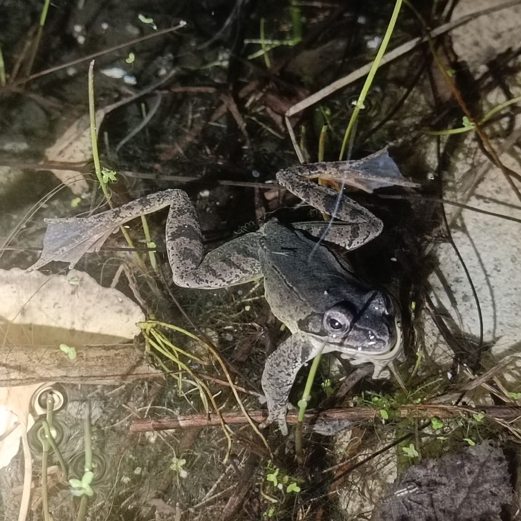 Quasi quasi mi faccio un laghetto